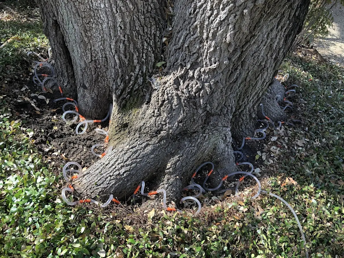 Detailed Tree Cabling and Bracing job site in Granite