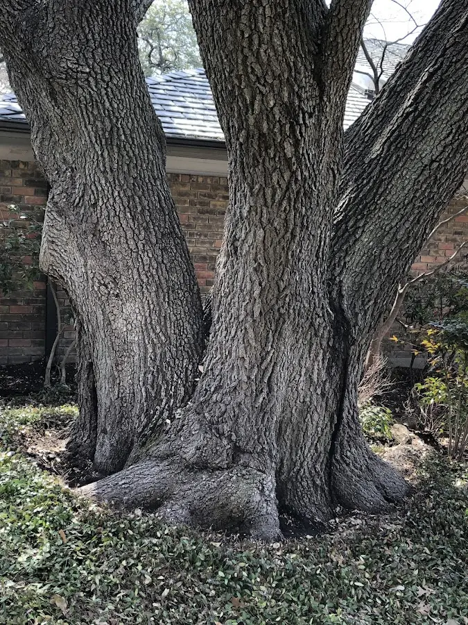Mature heritage tree close to a Granite property cared for by certified arborists
