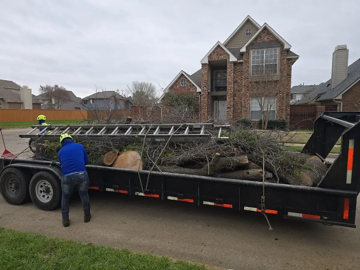 Expert Tree Removal with proper safety equipment in Granite